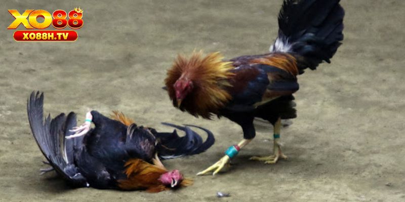 Xo88 Hướng Dẫn Cách Nhận Biết Gà Linh Kê Chuẩn Xác 2 Cách nhận biết gà linh kê