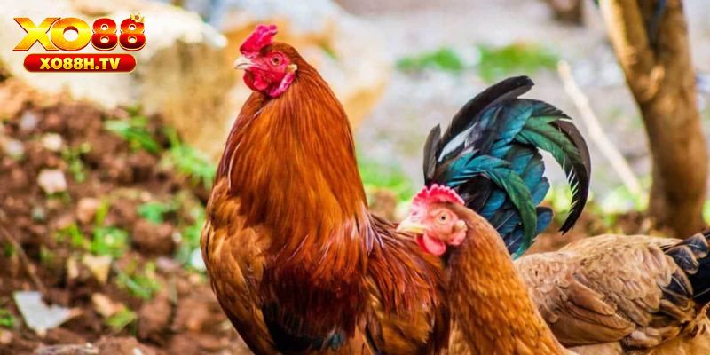 Hướng Dẫn Chữa Bệnh Hen Ở Gà Từ Sư Kê Chuyên Nghiệp 3 Cách chữa bệnh hen ở gà