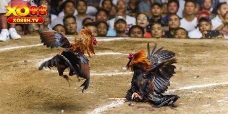 Xo88 Hướng Dẫn Cách Nhận Biết Gà Linh Kê Chuẩn Xác