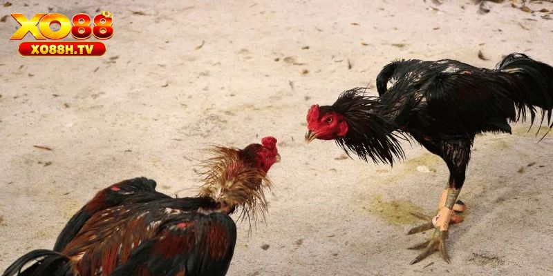 Xo88 Hướng Dẫn Cách Nhận Biết Gà Linh Kê Chuẩn Xác 1 Gà linh kê là gì?