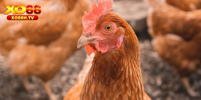 Hướng Dẫn Chữa Bệnh Hen Ở Gà Từ Sư Kê Chuyên Nghiệp 2 Tác hại nếu lơ là, không tìm cách chữa bệnh hen ở gà