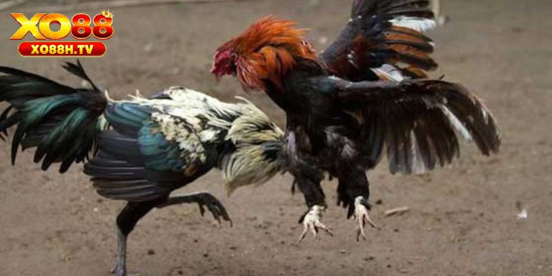 Chi Tiết Hướng Dẫn Chơi Đá Gà Cựa Dao Philipines Tại Xo88 3 Bật mí mẹo chơi cá cược đá gà cựa dao Philipines tại xo88