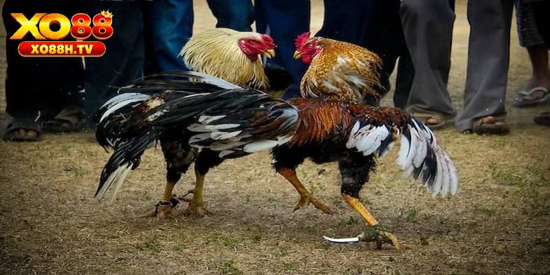 Chi Tiết Hướng Dẫn Chơi Đá Gà Cựa Dao Philipines Tại Xo88 2 Sức hút đặc biệt của đá gà cựa dao Philipines