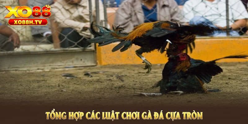 Những lợi ích khi tham gia đá gà cựa tròn tại xo88