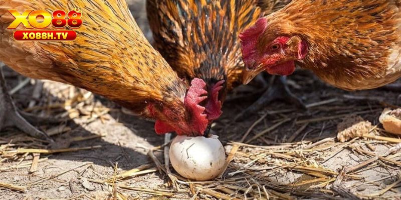 Hướng Dẫn Chữa Bệnh Hen Ở Gà Từ Sư Kê Chuyên Nghiệp 1 Tại sao gà bị hen?