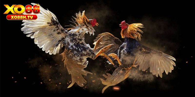 Phân tích lợi ích và tác hại của thuốc đá gà bịp