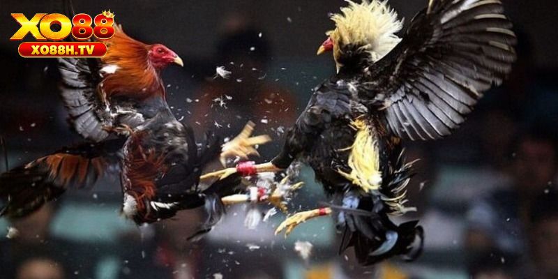 Xo88 Hướng Dẫn Cách Ép Cân Đá Gà Đảm Bảo Sức Khỏe 3 Lưu ý khi áp dụng cách ép cân đá gà