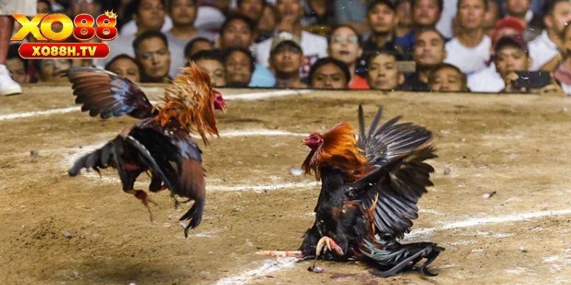 Xo88 Hướng Dẫn Cách Ép Cân Đá Gà Đảm Bảo Sức Khỏe 2 Cách ép cân đá gà khoa học từ chuyên gia