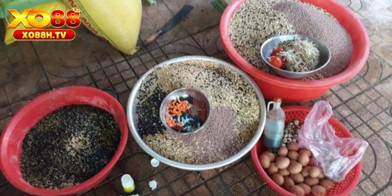 Thức Ăn Tốt Nhất Cho Gà Chọi - Bật Mí Top Lựa Chọn 1 Top các thức ăn tốt nhất cho gà chọi