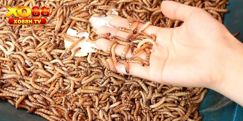 Thức Ăn Tốt Nhất Cho Gà Chọi - Bật Mí Top Lựa Chọn 2 Côn trùng, động vật sống